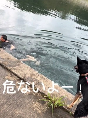 叫び続ける犬