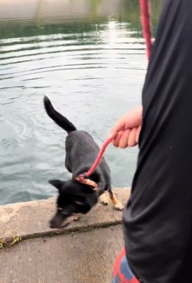落ちそうになる犬