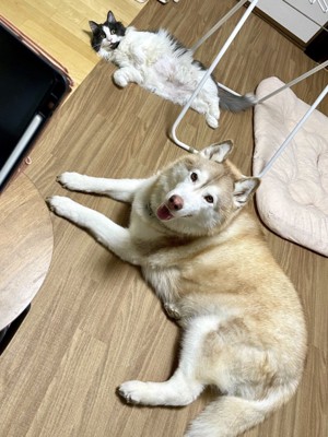 そばで追いかけっこをしていた2匹