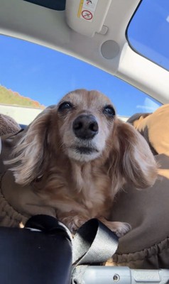 まっすぐ前を見る犬