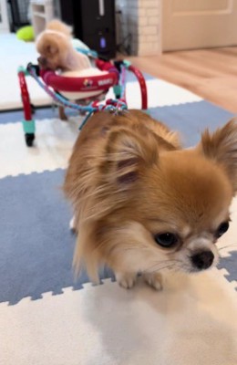 リードの先にいたのは…