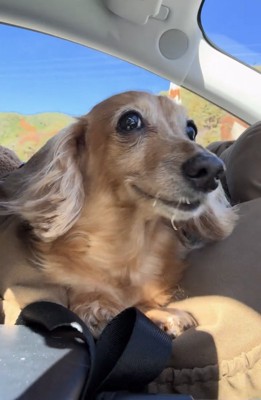 カメラの方をじっと見る犬
