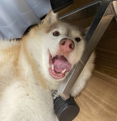 家族愛溢れるシャンテちゃんなのでした