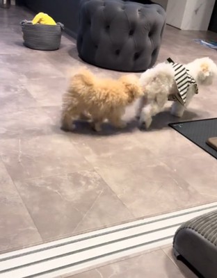 並んで歩く犬