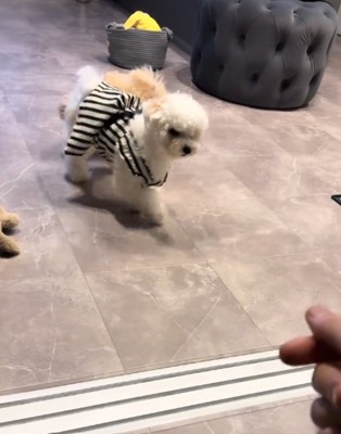歩く犬