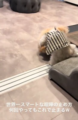 ケンカする犬1