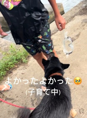 無事を確認する犬