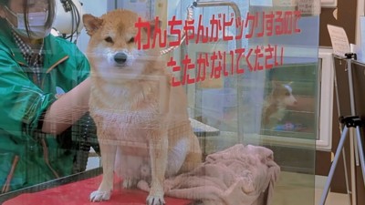 苦手なドライヤーにも耐えました！