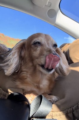 ペロッと舌を出す犬