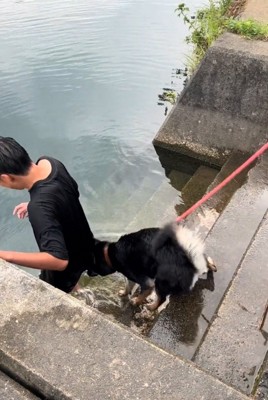 追いかける犬