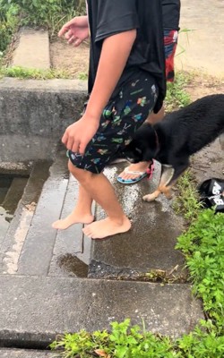 追いかける犬