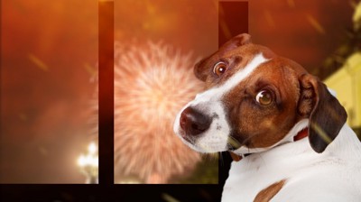 犬と花火