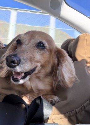 穏やかな表情で微笑む犬