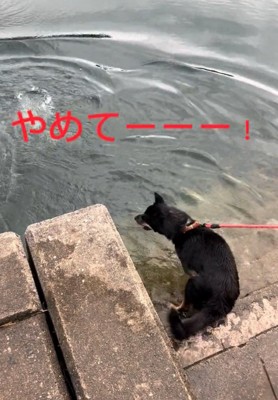 叫ぶ犬