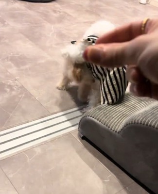 飼い主さんの手