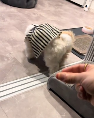 ケンカする犬2