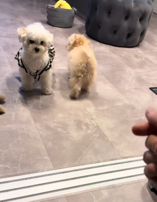 止まる犬2