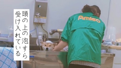 シャンプー開始