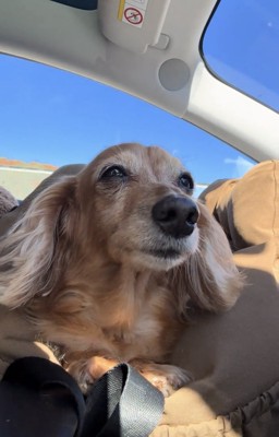 少し眠そうに見える犬