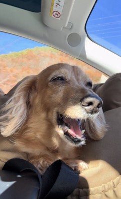 口を大きく開けて鳴いている犬