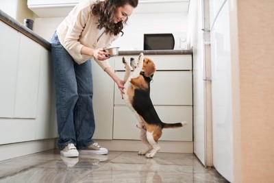 ご飯を待ちわびている犬