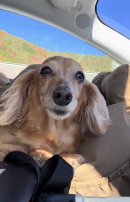 正面を見つめる犬