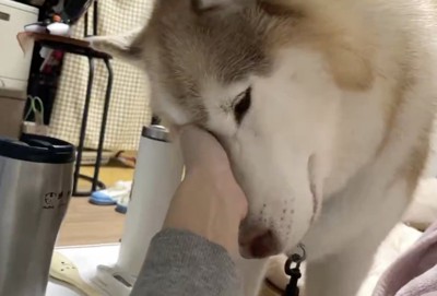 構ってほしいのね
