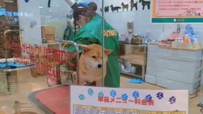 爪切り中もお利口さん
