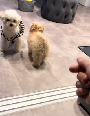 止まる犬1