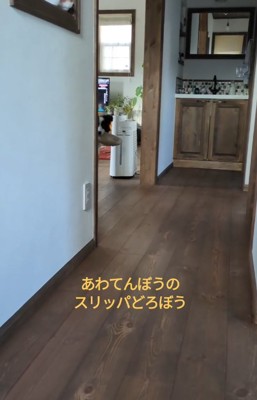 スリッパを持ち去る中型犬