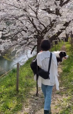 飼い主に抱っこされる中型犬