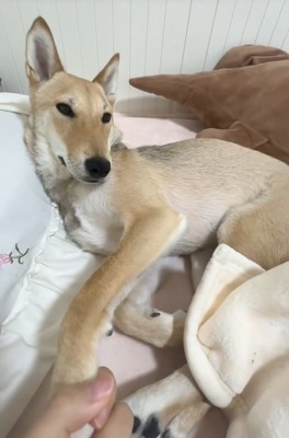 どこでもお触りOKです