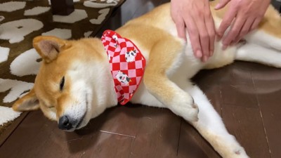 少し機嫌が良くなったよう♪