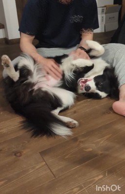 飼い主に甘える中型犬