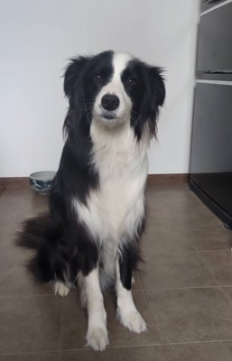 耳が下がった中型犬