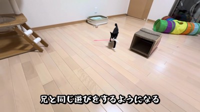 犬の遊びを習得