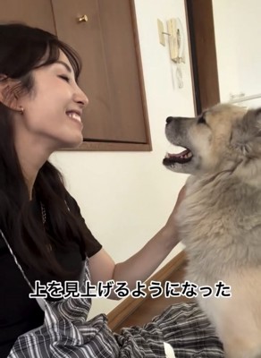 人を見上げる犬