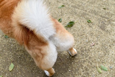 柴犬のおしり