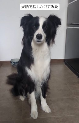 飼い主を見つめる中型犬