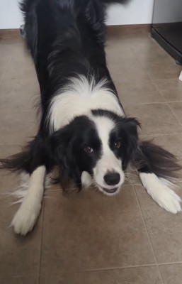 プレイバウの姿勢を見せる中型犬
