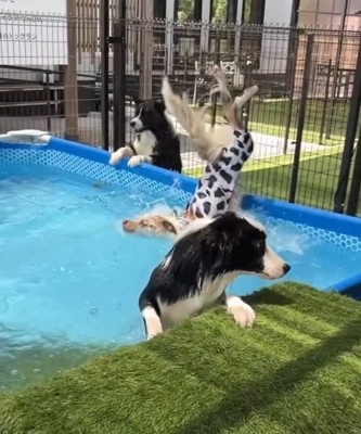 えびぞりになるラルくん