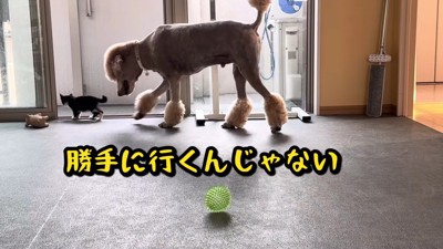 先輩として指導するバーニーちゃん