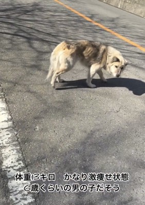 道路を歩く痩せた犬
