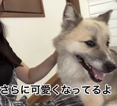 笑顔を見せる犬