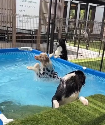 シンクロみたいなラルくん