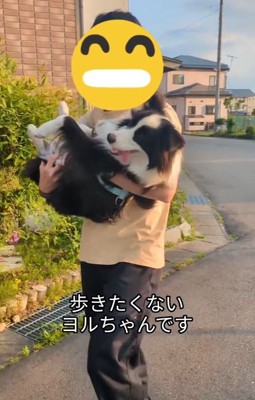 散歩の帰り道に抱っこされる中型犬