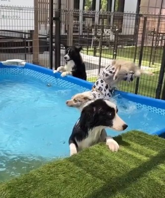 後ろ足が上がりだすラルくん