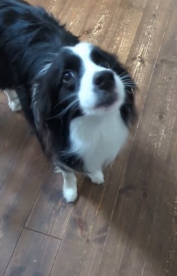 飼い主を見上げる中型犬