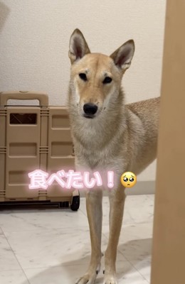抜群のスタイルで、おやつを要求