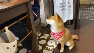 「すき焼きちょうだい！」とアピール中